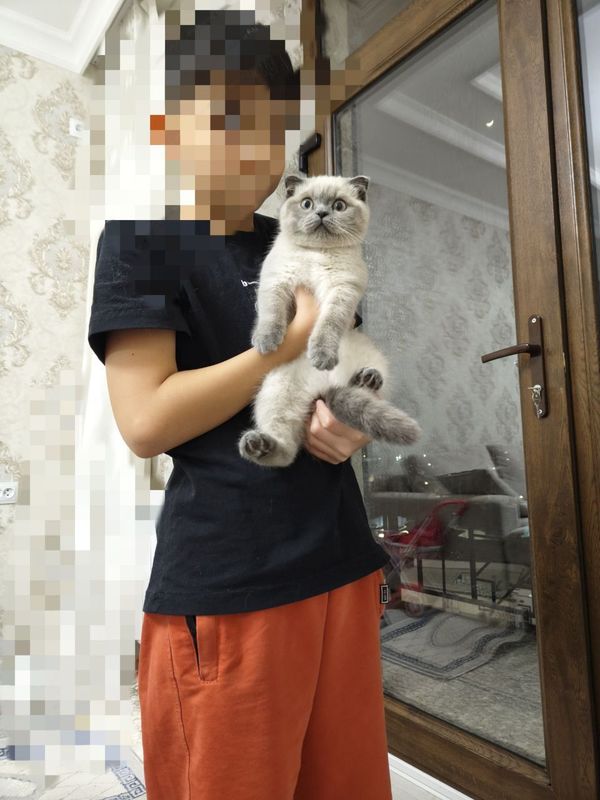 mushukcha Scottish Fold кошка Котёнок Скоттиш фолд mushukcha Scottish Fold кошка Котёнок Скоттиш фолд
