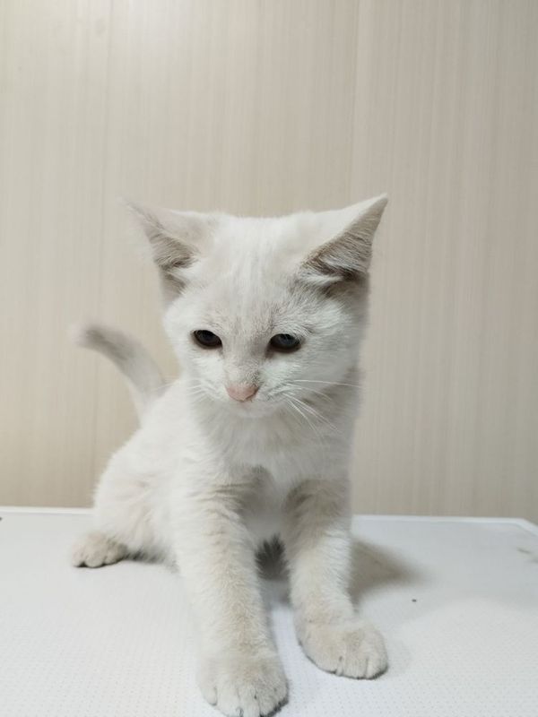 Отдам даром котят