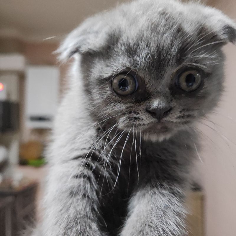 Котенок продается