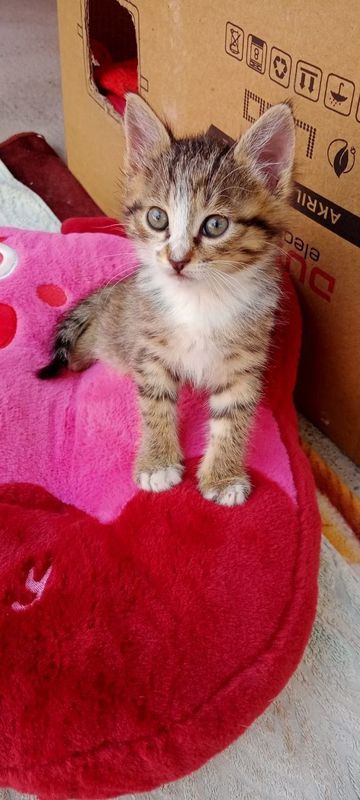 Котята в хорошие руки бесплатно Котята в хорошие руки бесплатно