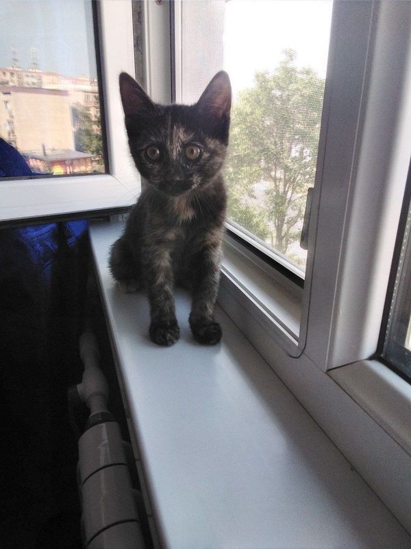Котенок девочка 2,5 месяца. Ориентир базар Кадышева. Котенок девочка 2,5 месяца. Ориентир базар Кадышева.