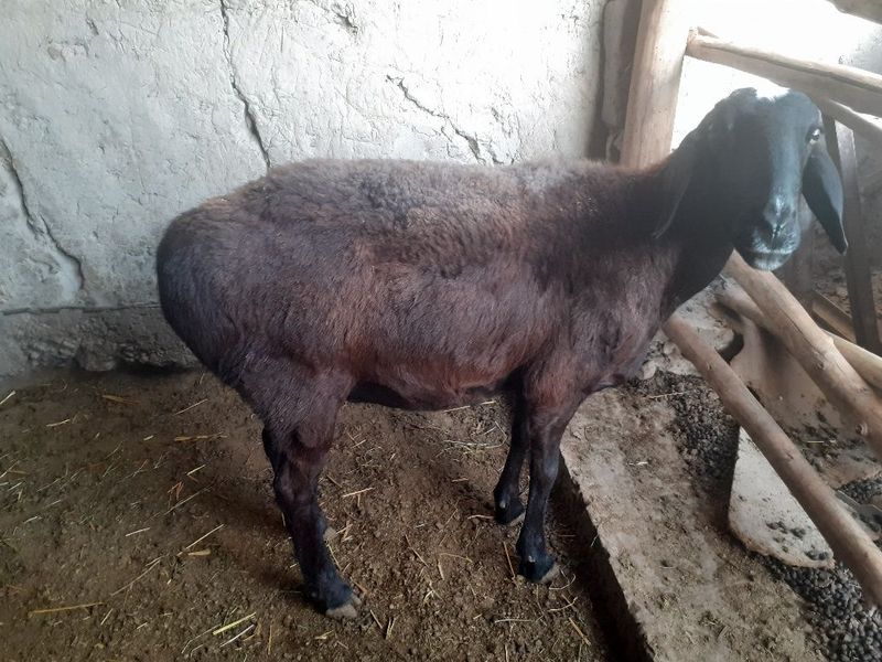 Urg'ochi qo'y sotiladi narxi 5 mln so'm Urg'ochi qo'y sotiladi narxi 5 mln so'm
