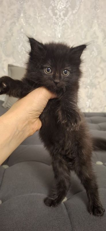 Mushuk bolalari tekinga bervoriladi Mushuk bolalari tekinga bervoriladi