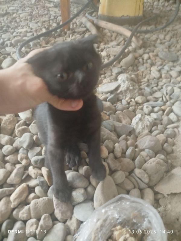 Отдам котика вислоухого Отдам котика вислоухого