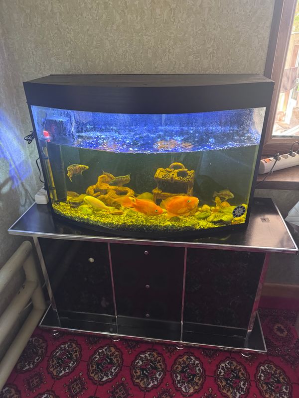 Akvarium balula bilan sotiladi Akvarium balula bilan sotiladi