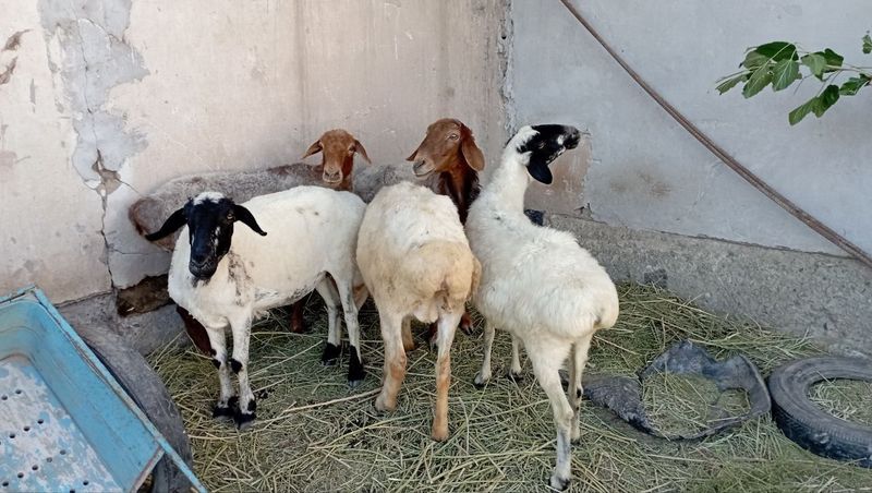 Qoylar satiladi.Soyisliq. Qoylar satiladi.Soyisliq.