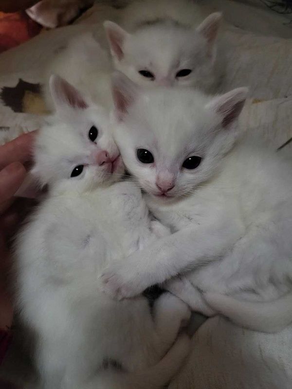 Котята турецкой ангорки Котята турецкой ангорки