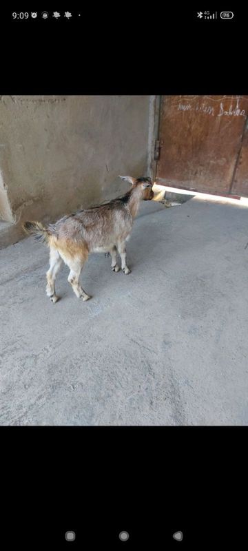 Takacha sotiladi Takacha sotiladi