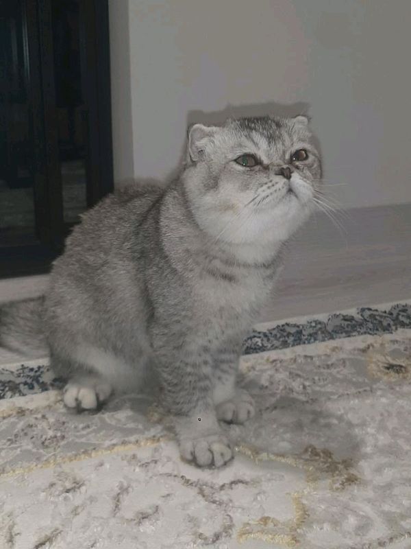 parodali mushuk davlati shim shila soglom emlangan