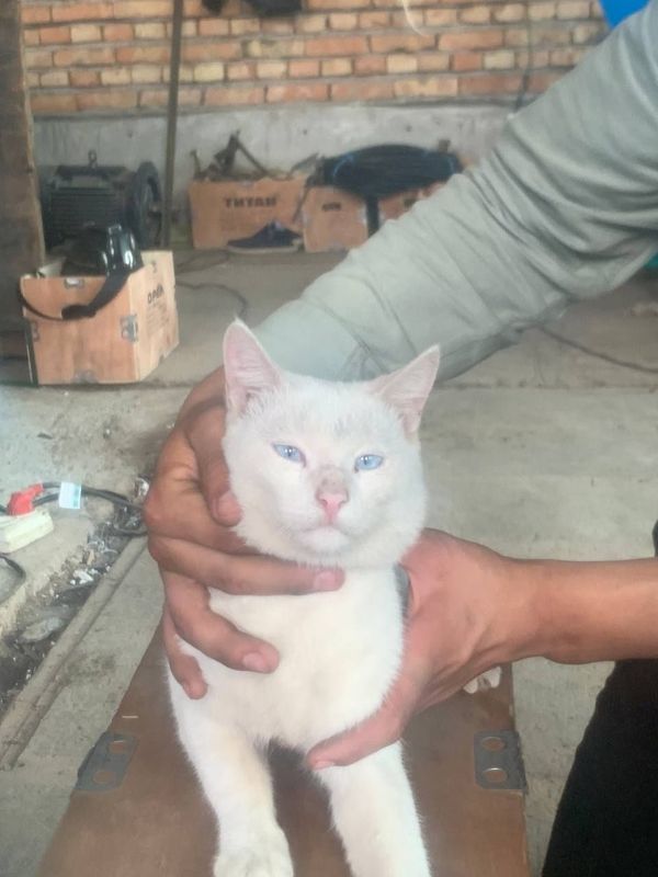 Turetski Angora mushuk sotiladi narxi kelishamiz Turetski Angora mushuk sotiladi narxi kelishamiz