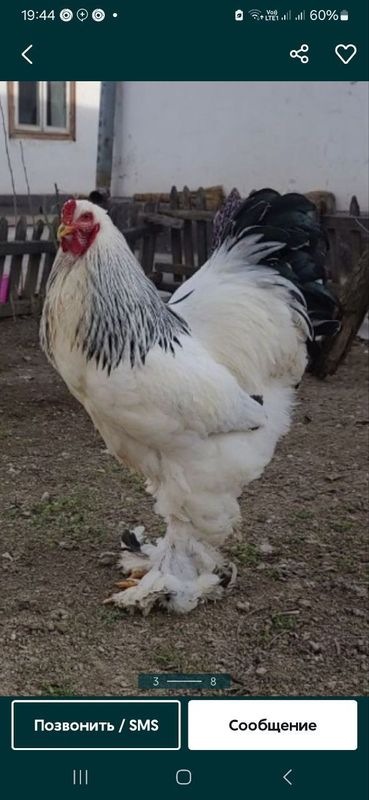Zotli Brama sotiladi Zotli Brama sotiladi