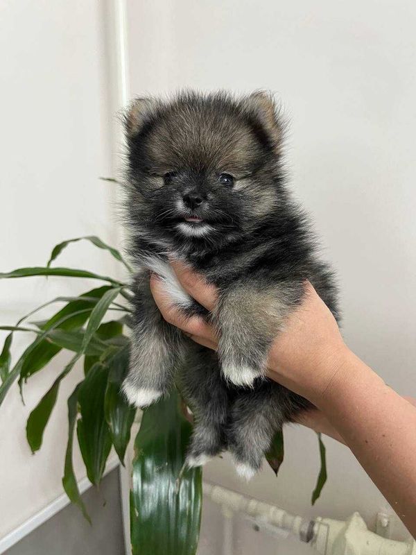 Мальчик красавчик шпиц Мальчик красавчик шпиц