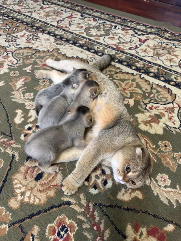 золотая шиншилла мушук боласи сотилади