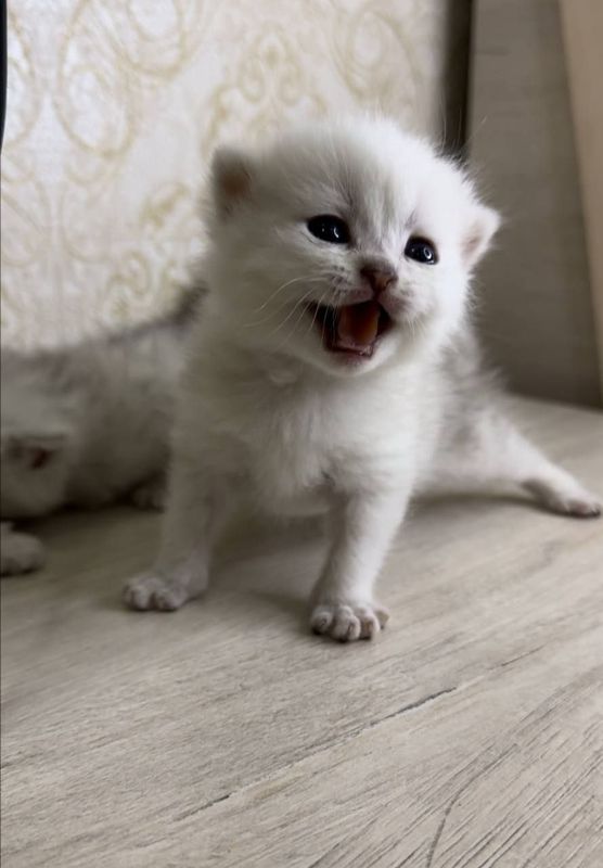 Britanskiy shinshilla Britanskiy shinshilla