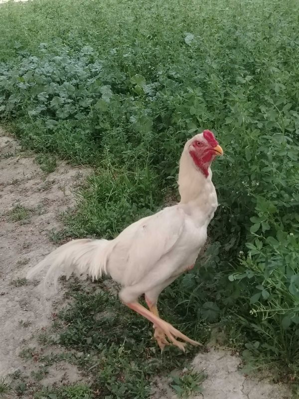 Hemetski Xo'roz sotiladi Hemetski Xo'roz sotiladi