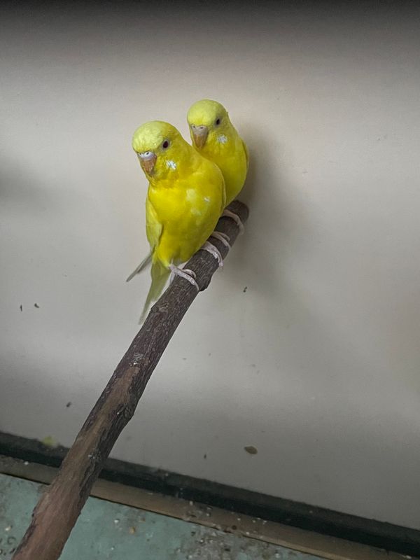 Toti albinos Toti albinos