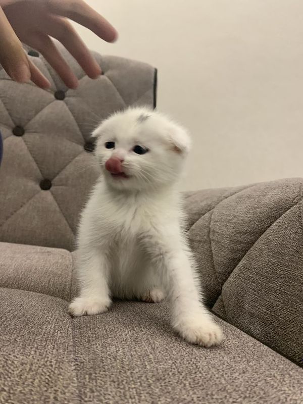 Скоттиш фолд котята 3месячные Скоттиш фолд котята 3месячные