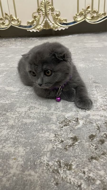 Mushuk bolasi котёнок кошка Кошка вислоухая Scottish fold