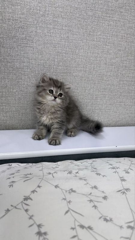 Продаются котята