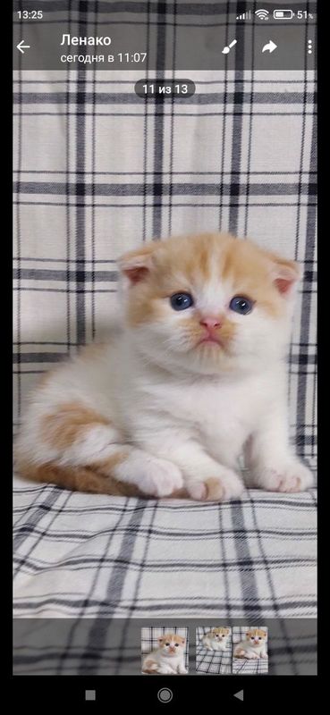 Животные кошки и Животные кошки и