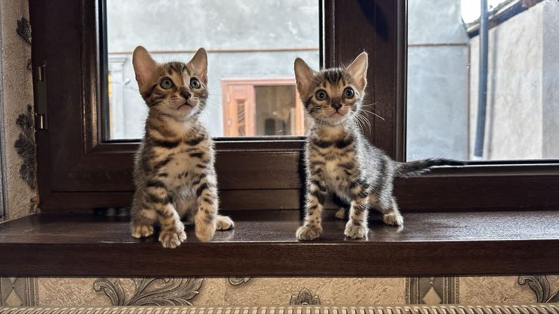 Бенгальские котята Бенгальские котята