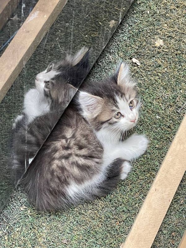 Котёнок нуждается в помощи Котёнок нуждается в помощи
