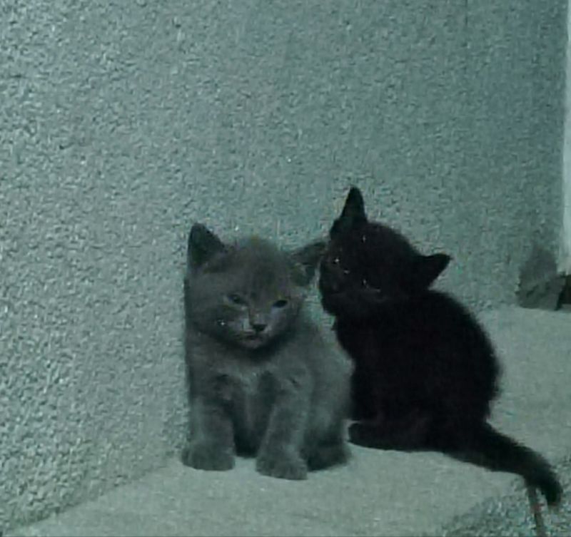 котята скоттиш страйт