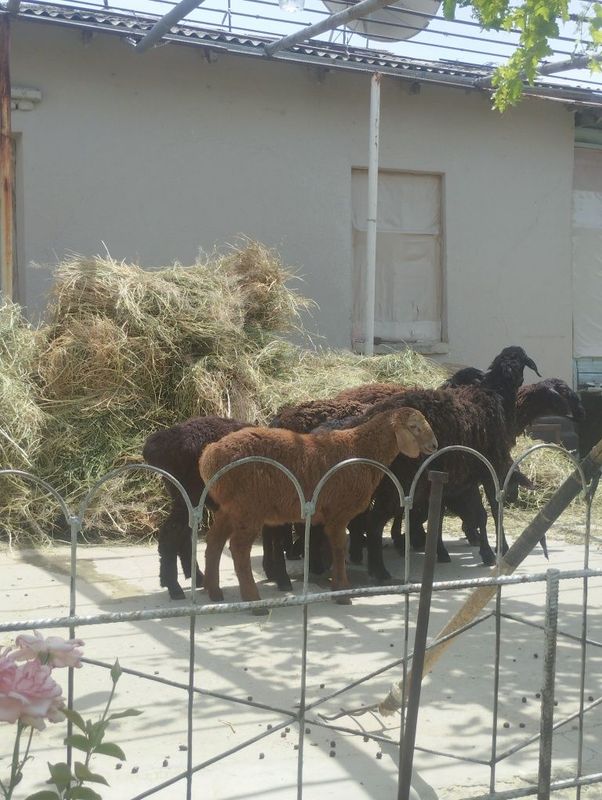 Quchqorlar sotiladi xisori 4 ta 4,5 oylik soğlom Quchqorlar sotiladi xisori 4 ta 4,5 oylik soğlom