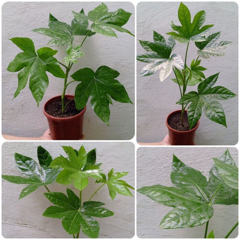 Фатсия японская (Fatsia japonica). Экзотические цветы для дома и офиса Фатсия японская (Fatsia japonica). Экзотические цветы для дома и офиса
