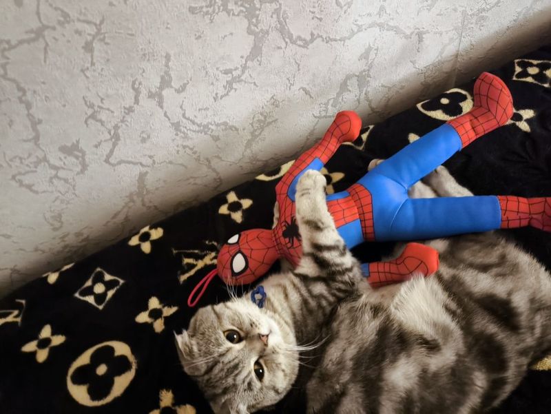 вислоухий шотландский кот вислоухий шотландский кот
