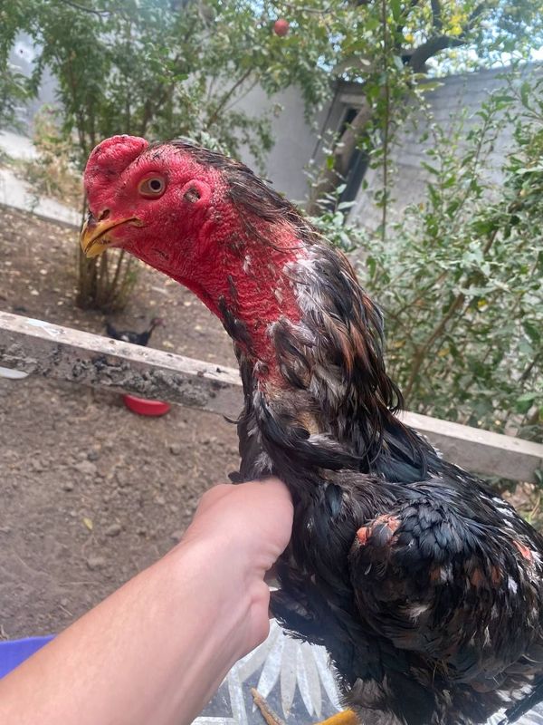 Dakan xoroz va makiyonlar sotiladi