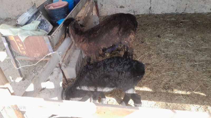 quy bolsi iklasi sotiladi quy bolsi iklasi sotiladi