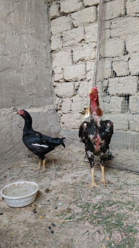 Dakan xo'roz sotiladi Dakan xo'roz sotiladi