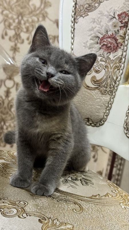 Срочно Продаётся кот Британские парода Срочно Продаётся кот Британские парода