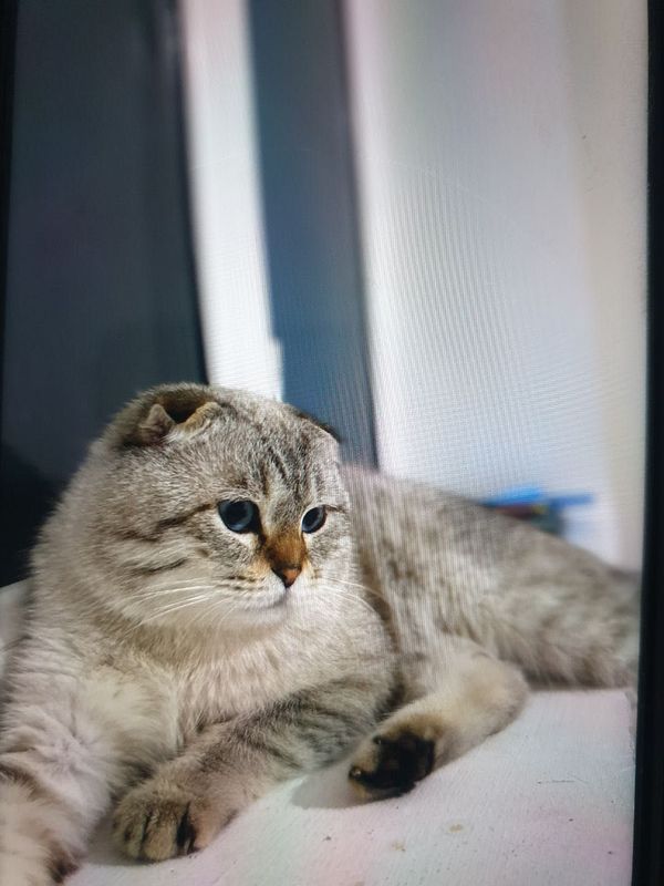 Скоттиш фолд на вязку Скоттиш фолд на вязку