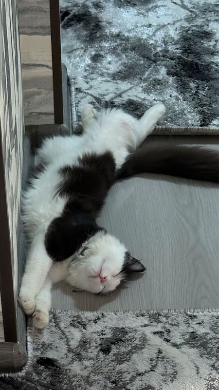 Кошка на вязку турецкая ангора Кошка на вязку турецкая ангора