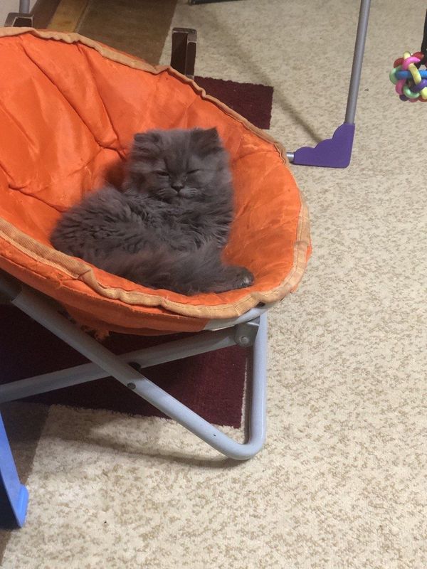 Шотланский вислоухий кот Шотланский вислоухий кот