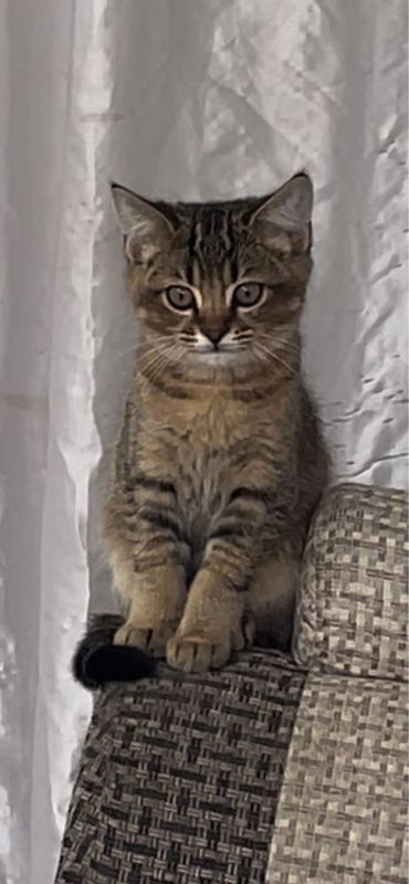Котенок полукровний(британская шиншилла) 2,5 месяца