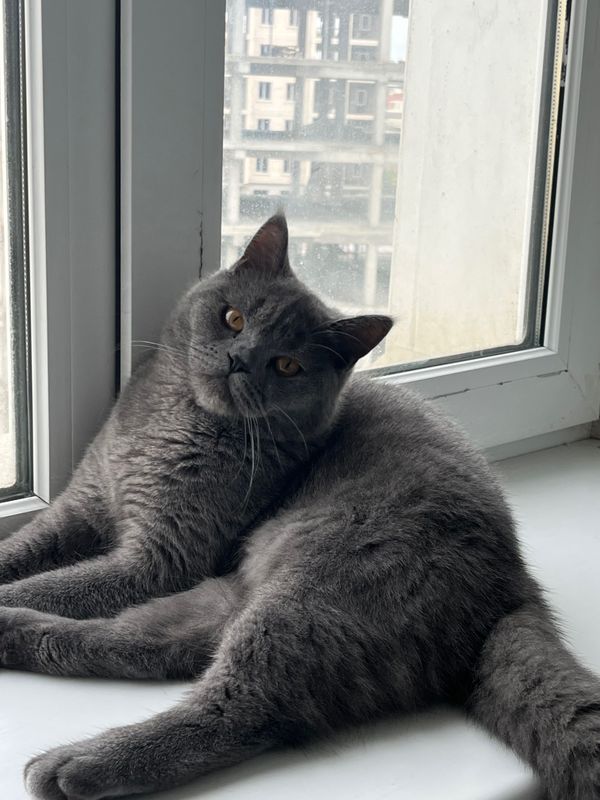 Кот для вязки Скоттиш страйт Кот для вязки Скоттиш страйт