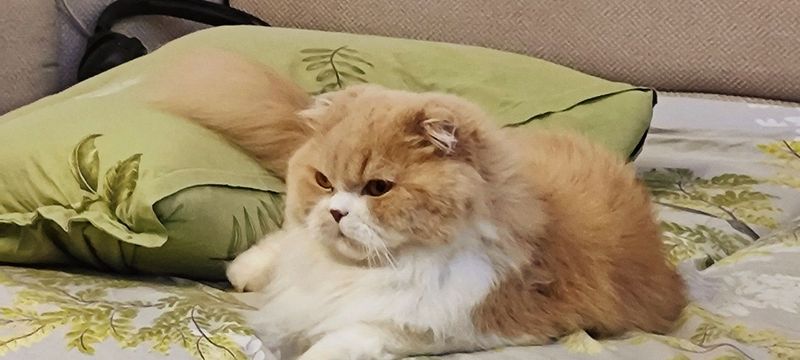 Продается кот . 150 ye Продается кот . 150 ye