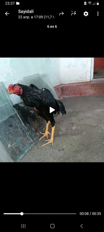 Shamo makiyoni bilan para sotiladi srochni Shamo makiyoni bilan para sotiladi srochni