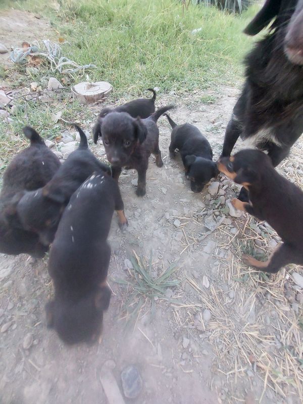 Kuchukchala kimga kerak Kuchukchala kimga kerak
