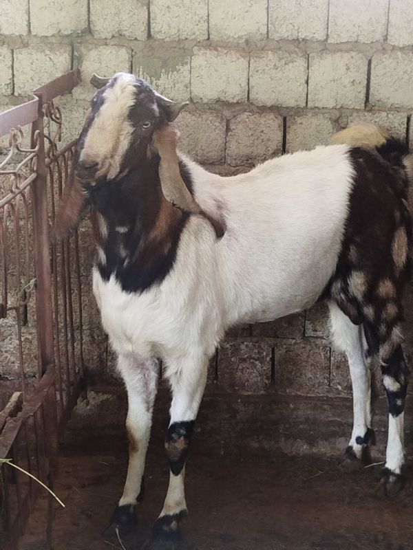 Bital taka zori nasl uchun