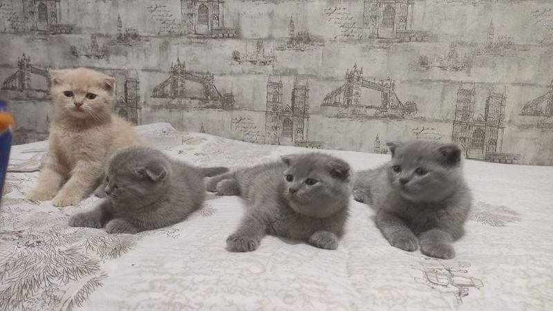 Шотландские вислоухие Шотландские вислоухие