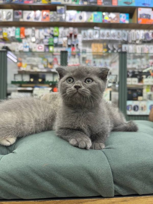 Кошка чисто кровный