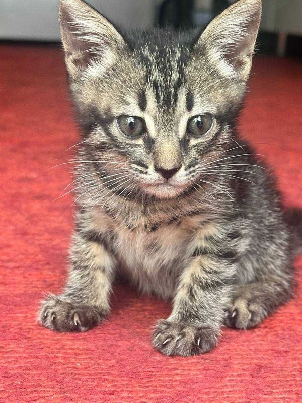 Домашний котёнок Домашний котёнок
