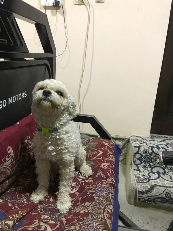 Itimiz soğlom emlangan manzil buxoro Itimiz soğlom emlangan manzil buxoro