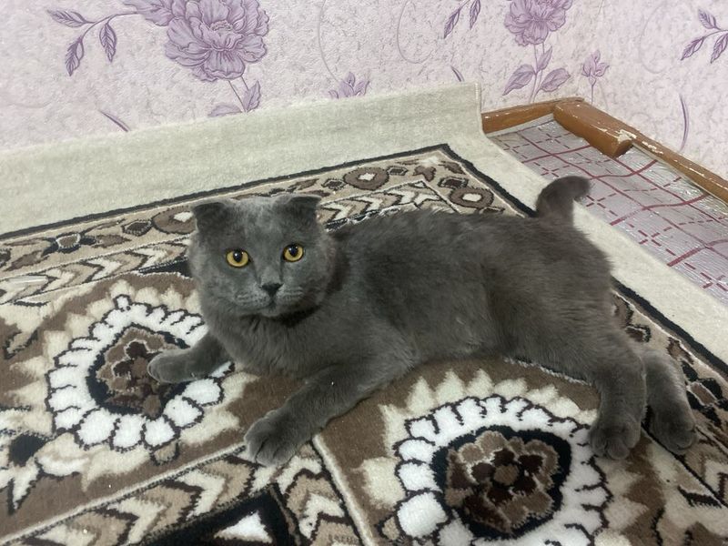 Шодланский кот на вязку Шодланский кот на вязку