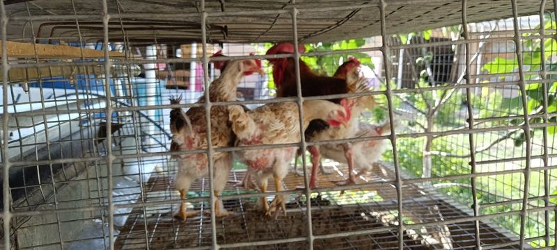 Домашний товкулар сотилади. Продаются домашние курицы. Домашний товкулар сотилади. Продаются домашние курицы.
