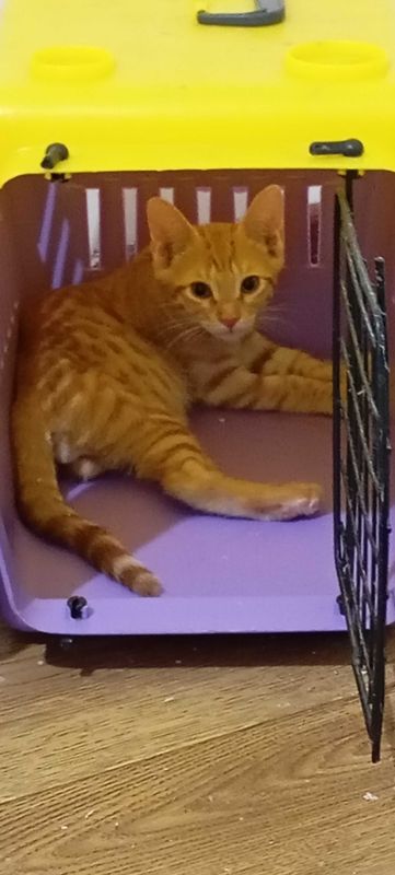 Отдам в хорошие руки котят Отдам в хорошие руки котят